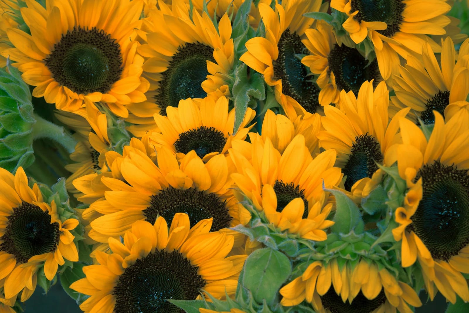 Sonnenblumen-Strauß — Bild 1