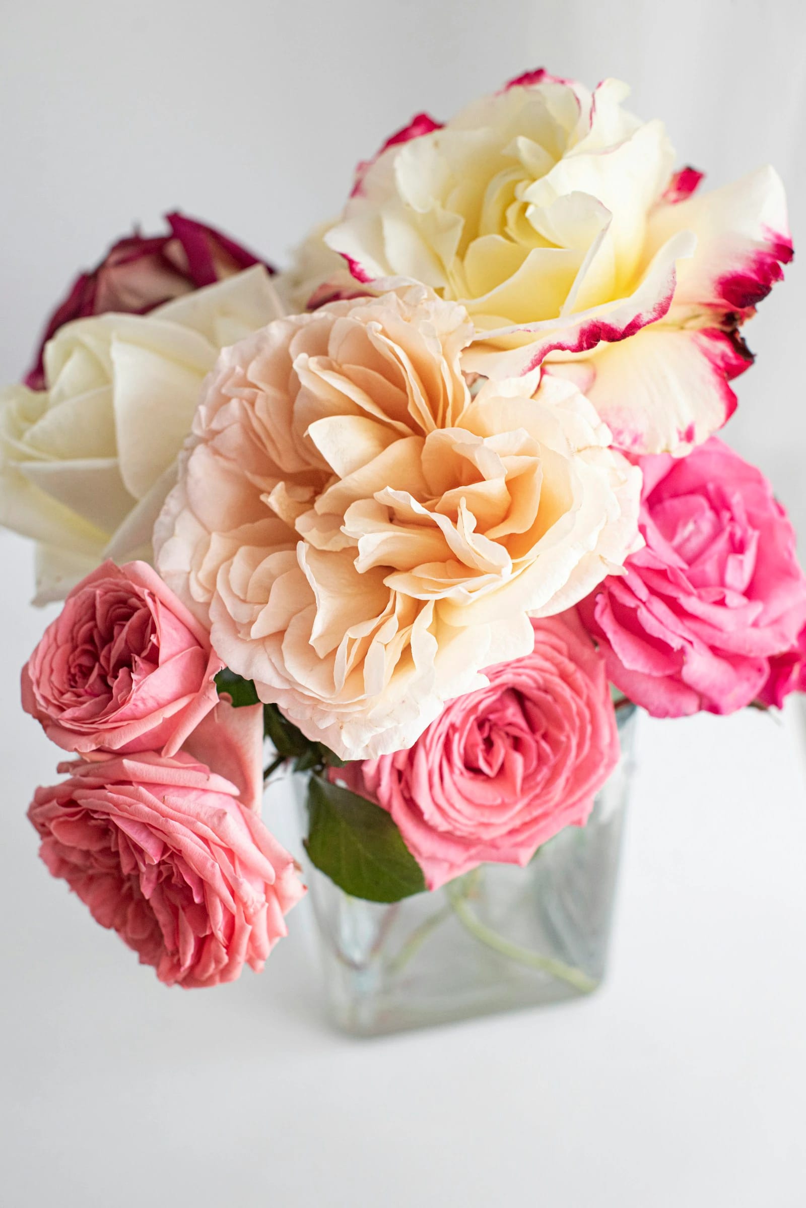 Garden roses — Bild 1