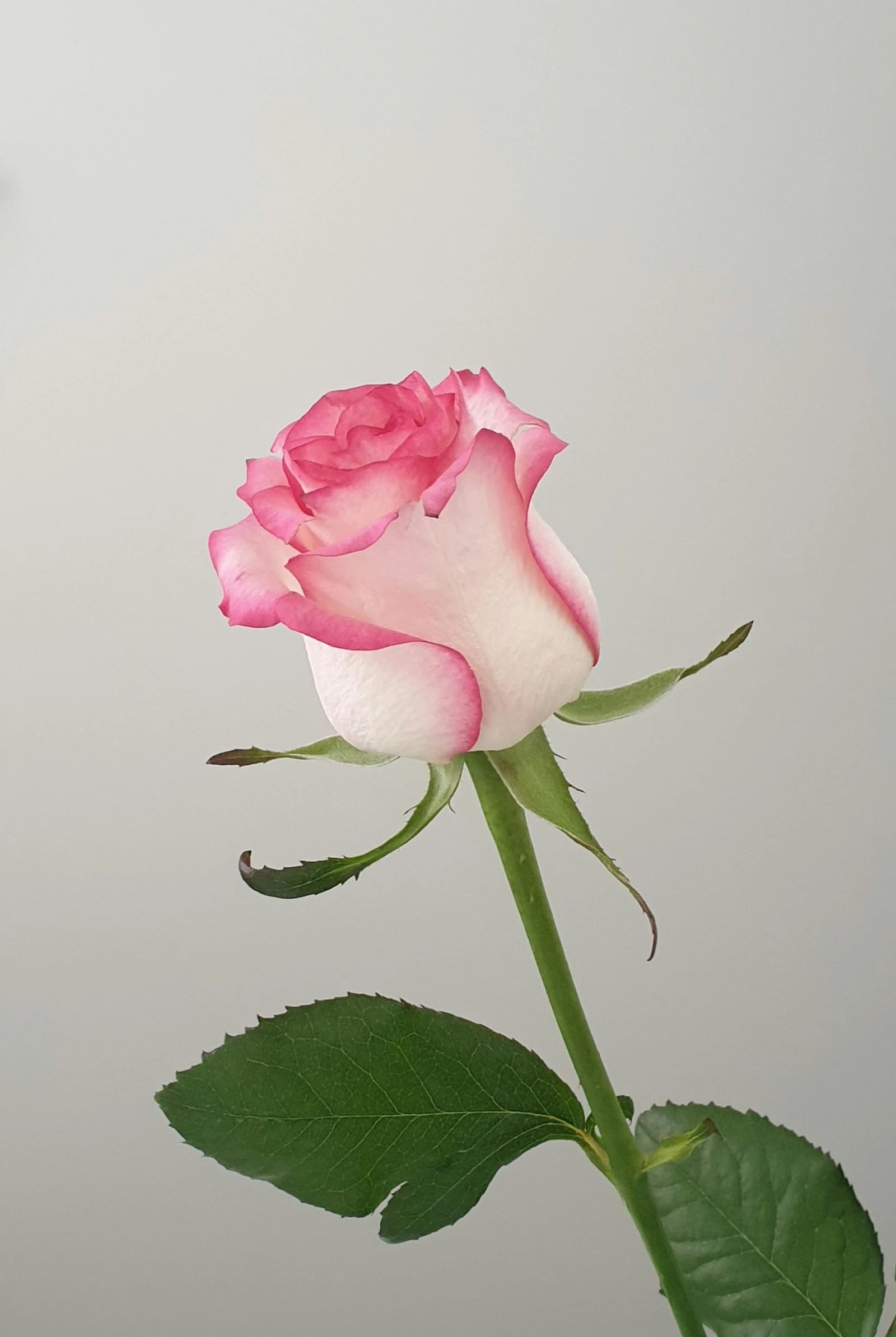 Eine rosa Rose — Bild 1